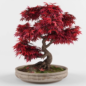 Pode incluir: Uma árvore bonsai com folhas vermelhas vibrantes e um tronco marrom torcido. A árvore é plantada em um vaso redondo de cor clara com musgo e folhas caídas na base. As folhas são de um vermelho profundo.
