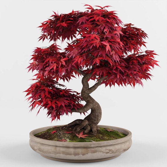 Graines de bonsa, rable rouge du Japon : Acer palmatum atropurpureum (5  graines) - Etsy France