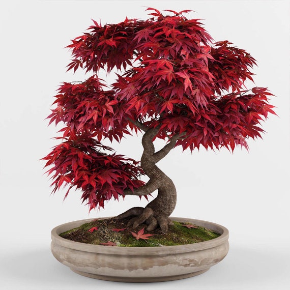 Semi di acero rosso giapponese, Acer Palmatum Atropurpureum Bonsai di acero  giapponese rosso 5 semi -  Italia