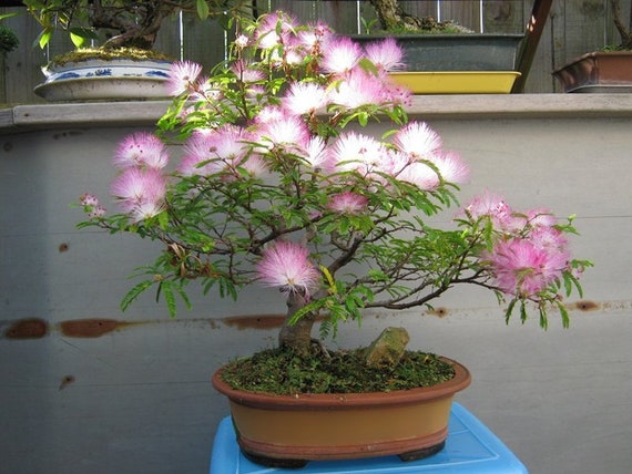 bonsai wisteria sinensis Chinese Wisteria Vine Seeds, 20 Pack main image 1