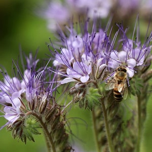 Honey plant, Lacy Phacelia 400+seeds, Tansy Flower, Wild Flower Seeds, Honey bee plants