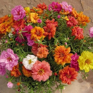 Double Flowered Moss Rose Seeds: Large Mix Colors