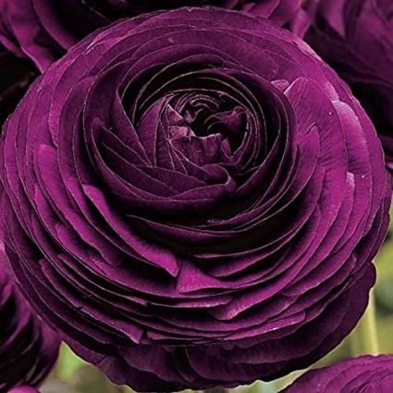 Ranunculus Couleur pourpre Renoncule Rose persane Fleurs - Etsy Canada