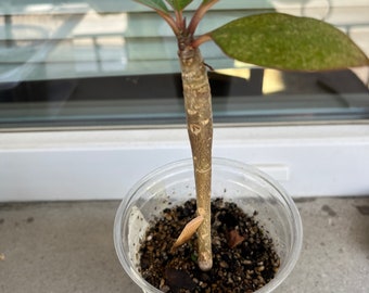 Plumeria Seedlings, Frangipani Seedlings / Plumeria plant Well Rooted