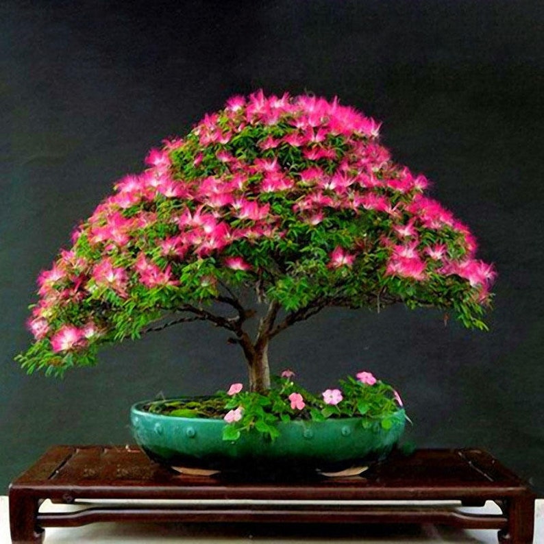 Acacia Bonsai, Julibrissin, acacia soyeux, Pink Bonsai, Silk