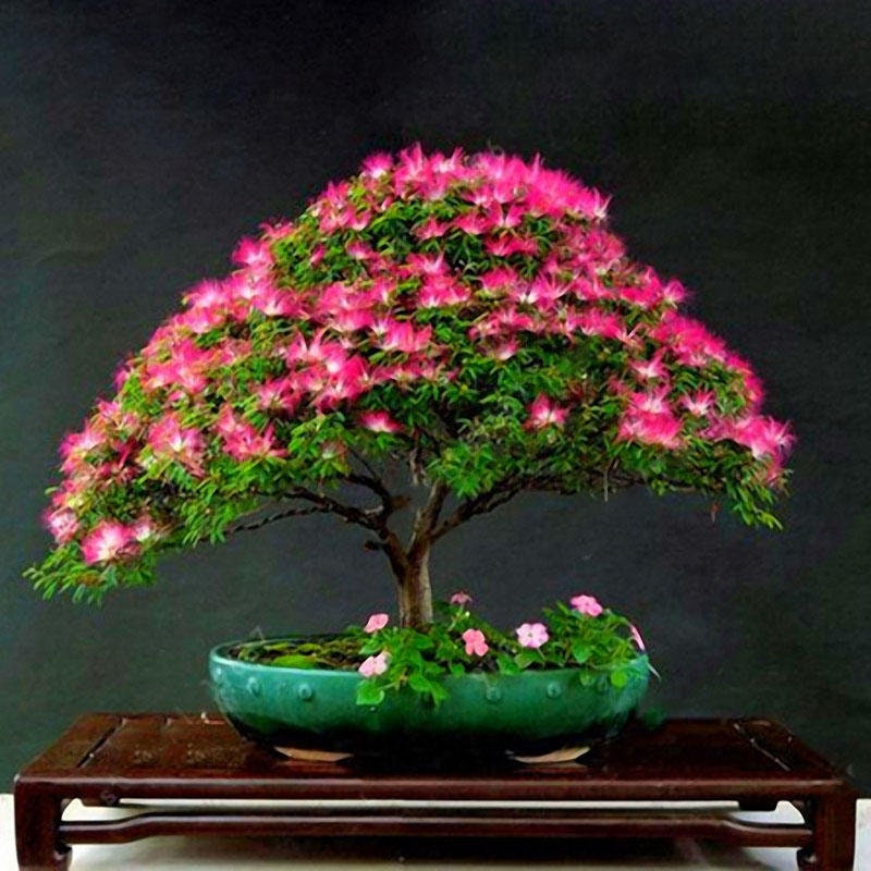 Albizia Bonsai Seeds: Silky Acacia, Pink Silk Tree (rare 5 Seeds) - Etsy  Finland