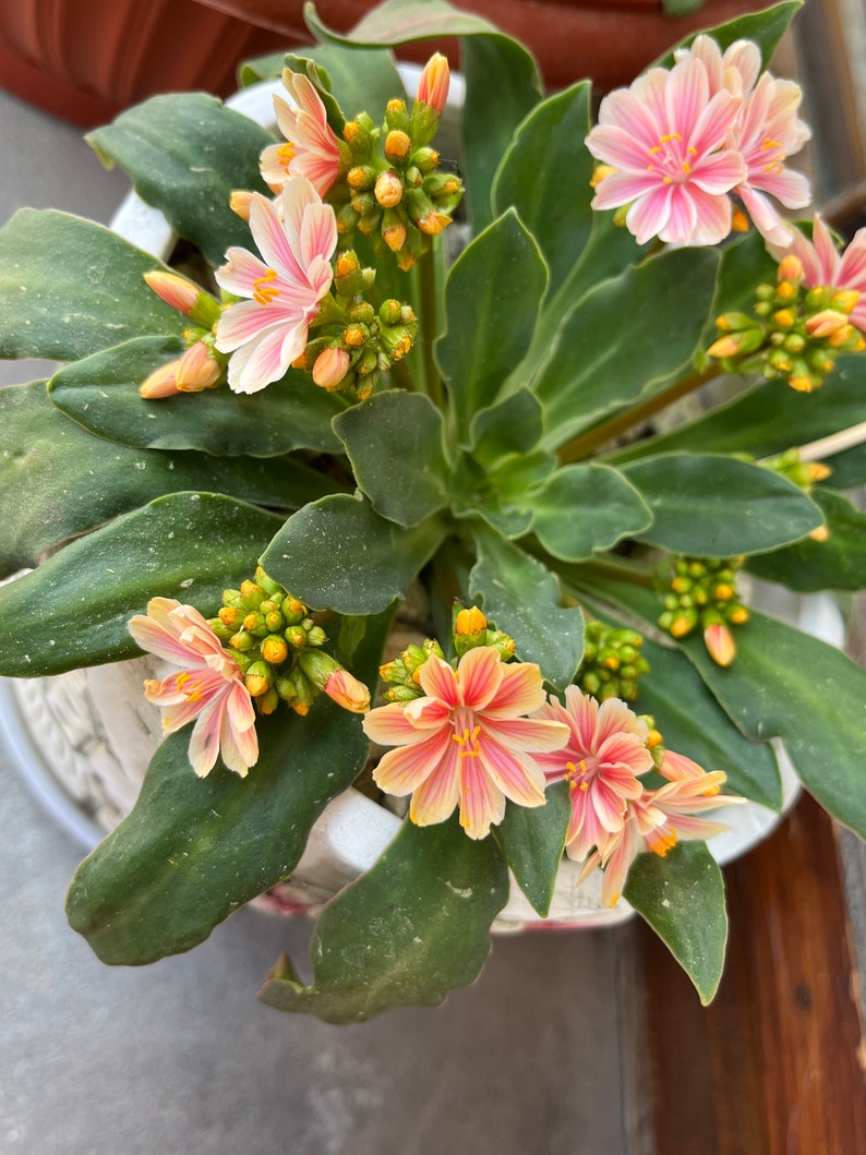 Lewisia seeds, Lewisia cotyledon 'Elise' Lewisia Mix seeds 10 seeds / Rockery plant image 6