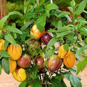 Op de afbeelding: Een plant in een pot met geel en oranje gestreepte vruchten en paarse vruchten. De plant heeft groene bladeren.