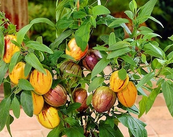 Pepino Meloenzaden Pepino Meloen Peer Meloenboom exotisch fruit 10 zaden/goed voor potten en bakken, decoratie voor terras of balkon
