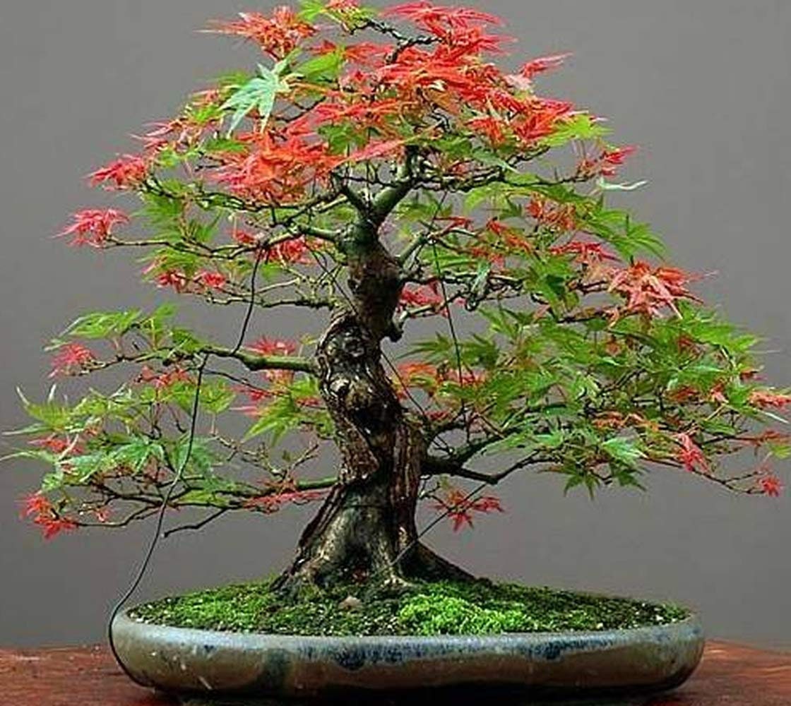 Japanese Red Maple Bonsai Seeds: Acer Palmatum Atropurpureum (5