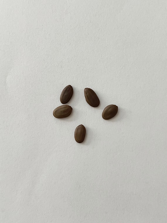 アカシア種子 500粒+ ac500 アルビジア盆栽種子：シルキーアカシア、ピンクシルクツリー（希少5粒