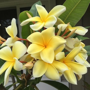 Plumeria Aztec Gold Duft Frangipani Duft Hawaiiblume Plumeria Rubra 2 Samen