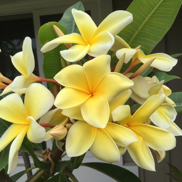 Plumeria Aztec Gold scented Frangipani fragrance Hawaii Flower Plumeria Rubra 2 seeds