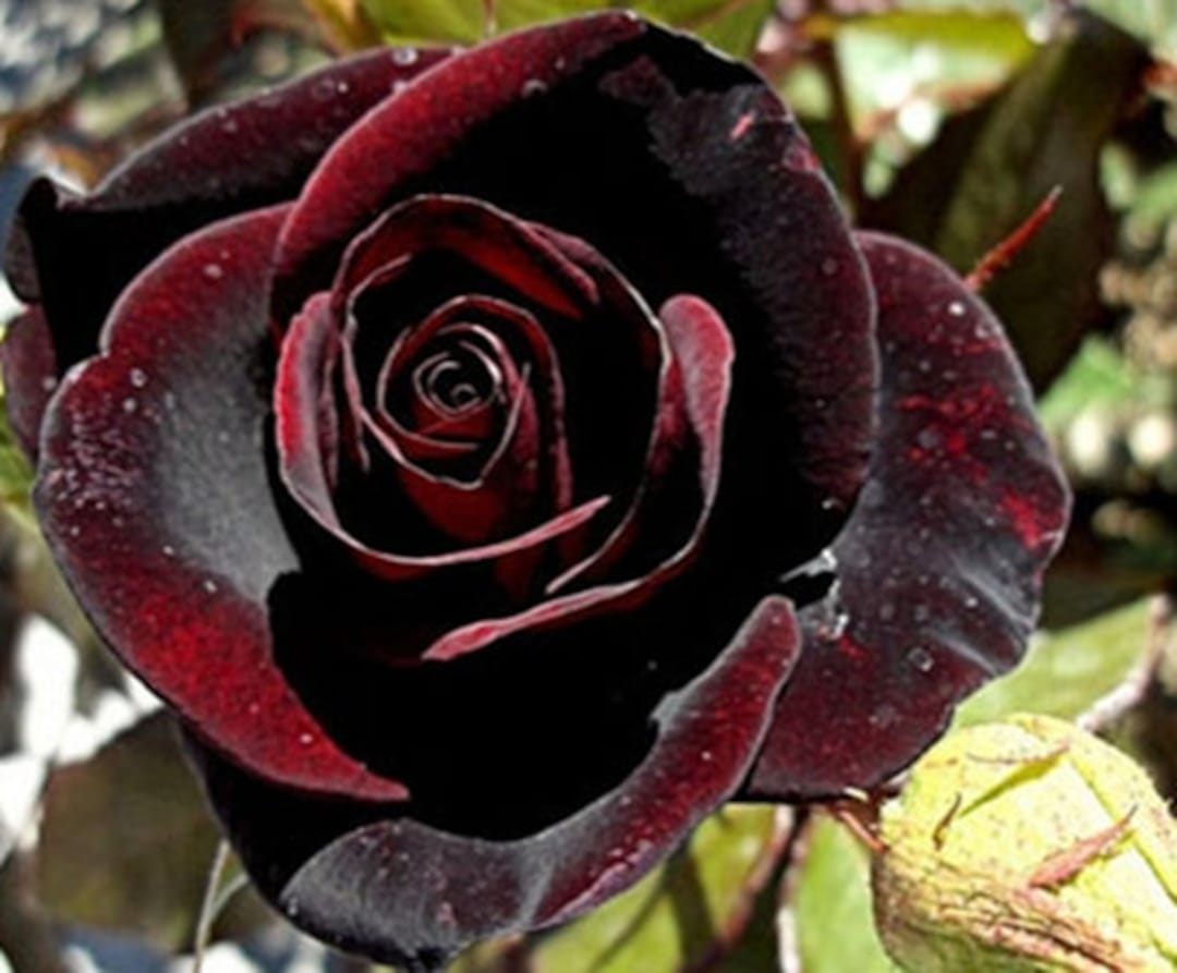 About the black rose tradition and daily life