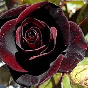 PRE ORDER Rose Black Night Hybrid Tea Roses Black Rose -  Israel