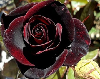 Rose Black Night Hybrid Tea Roses Black rose Velvet Black Red Blooms /Black Rose Bush Flower Bare root/ Please Read Description