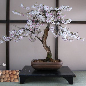 Wild Black Cherry Japanese bonsai Prunus Serrulata, Bonsai Cherry Tree Flowering Cherry Bonsai Tree 5 Seeds