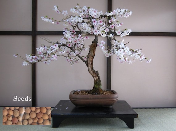 サクラ盆栽 自分で作った桜で最小ですね めちゃかわいい(*≧з≦)