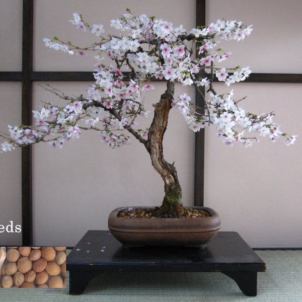 Cerise noire sauvage bonsaï japonais Prunus Serrulata, bonsaï cerisier floraison cerisier bonsaï 5 graines