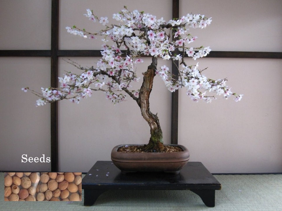 野生の黒桜の盆栽の種子：日本のサクラ - Etsy 日本