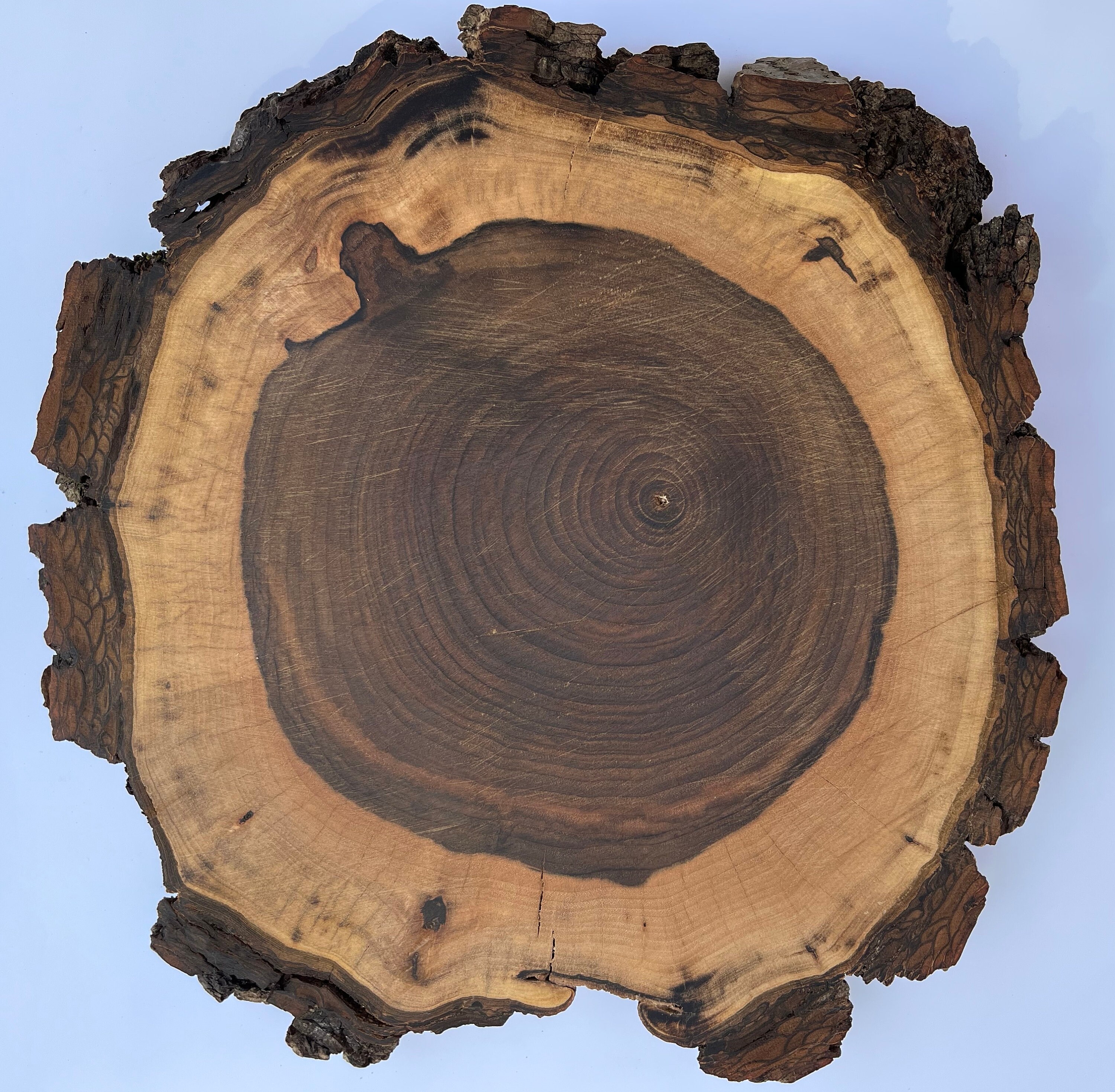 Walnut Wood Slice With Bark, Live Edge Rounds, Live Edge, Walnut Slab