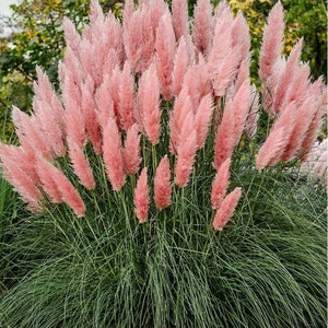 Rosa Pampasgräsfrön: Cortaderia selloana Rosea, fluffiga blommor (ca 50 frön)