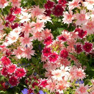 Twinkle Star Phlox Seeds: Drummond&#39;s Mix, Colorful Star-Shaped Flowers (200 Seeds)