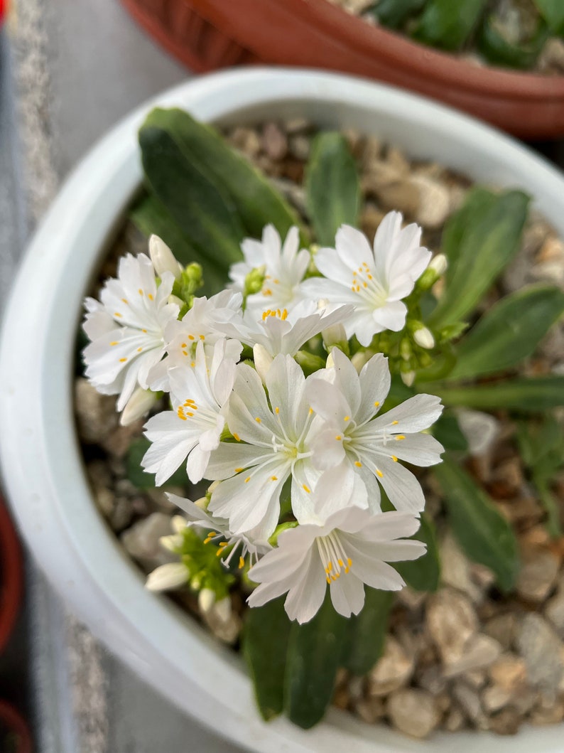 Lewisia seeds, Lewisia cotyledon 'Elise' Lewisia Mix seeds 10 seeds / Rockery plant image 5