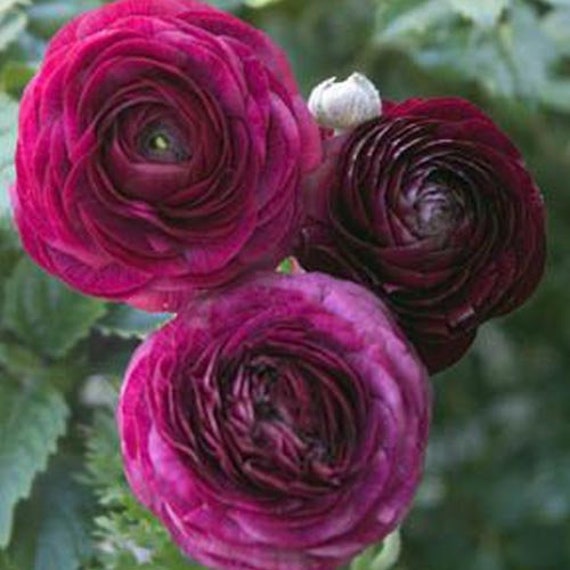 Ranunculus Couleur pourpre Renoncule Rose persane Fleurs - Etsy Canada