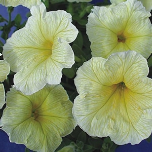 Petunia Samen Berenika F1 Blume 20 gegranulatt Samen,Riesen Petunia Superbissima hybrida, grandi Berenika super petunia, Seltene Petunia Blume