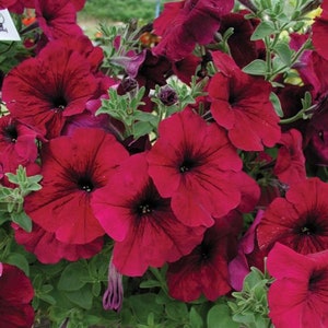 Touga F1 Petuniafrön: Grandiflora Superbissima - 20 pelleterade frön