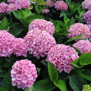 Hydrangea Cutting 4 fresh Cuttings NO ROOTS approximate size 15 cm (6 inch) Pink Hydrangeas flower cuttings