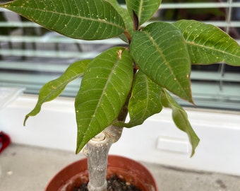 Plumeria Seedlings, Frangipani Seedlings / Plumeria Plant Well Rooted