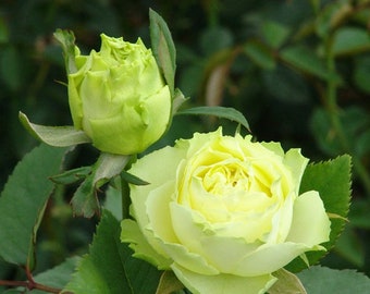 Green Rose Hybrid Tea variety Bare Root