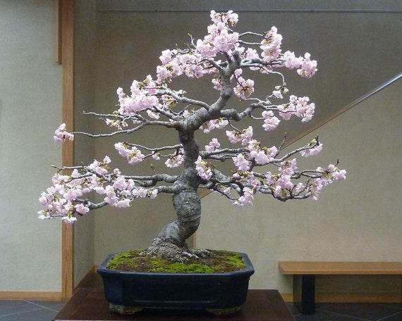 Wilder Schwarzkirsche Bonsai Baum Samen: Japanischer Prunus Serrulata -  Etsy.de