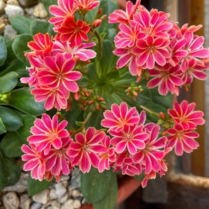 Lewisia seeds, Lewisia cotyledon 'Elise' Lewisia Mix seeds 10 seeds / Rockery plant image 2