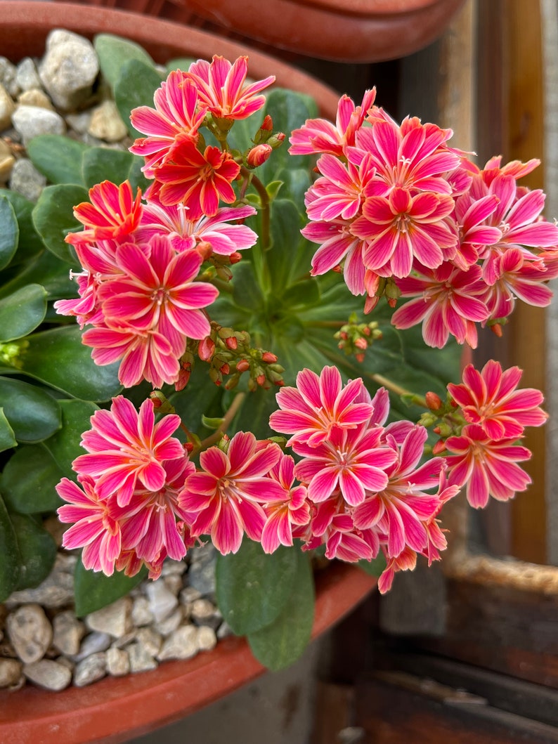 Lewisia seeds, Lewisia cotyledon 'Elise' Lewisia Mix seeds 10 seeds / Rockery plant image 2