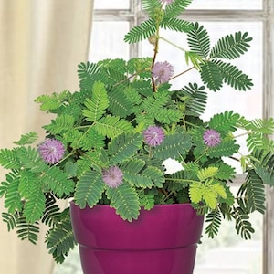Nasiona Mimosa Pudica: Roślina wrażliwa, Mimosa wstydliwa, Drzewo barometru