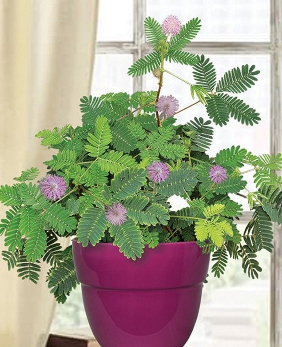Mimosa Pudica Seeds: Sensitive Plant, Shy Mimosa, Barometer Tree