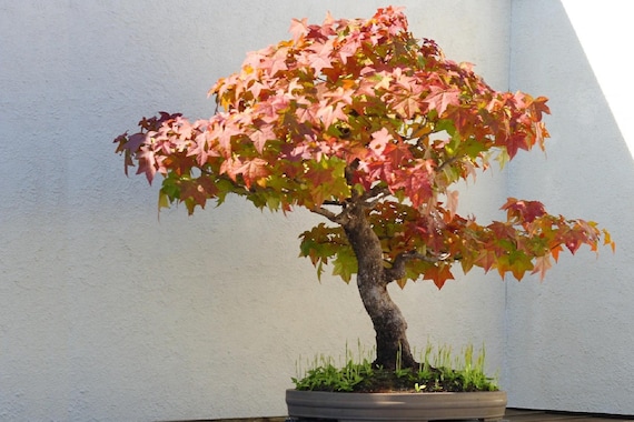 Gummibaum-Bonsai: Liquidambar Styrciflua Samen, Rote Herbstfarbe - Etsy  sterreich