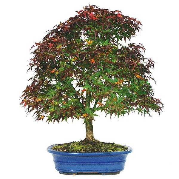 Japanese Red Maple Bonsai Seeds: Acer Palmatum Atropurpureum (5