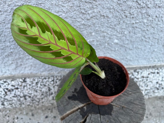 Maranta Euconeura 'Tricolor' Gebetspflanze - rote Adern, verwurzelt,  Zimmerpflanze - Etsy Schweiz