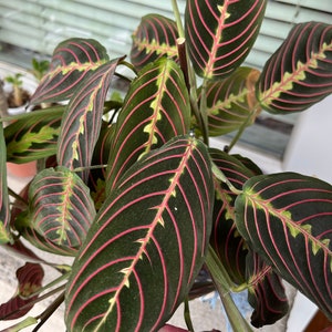 Pianta da preghiera Maranta Leuconeura &#39;Tricolor&#39; - Venature rosse, Pianta da interni radicata&quot;