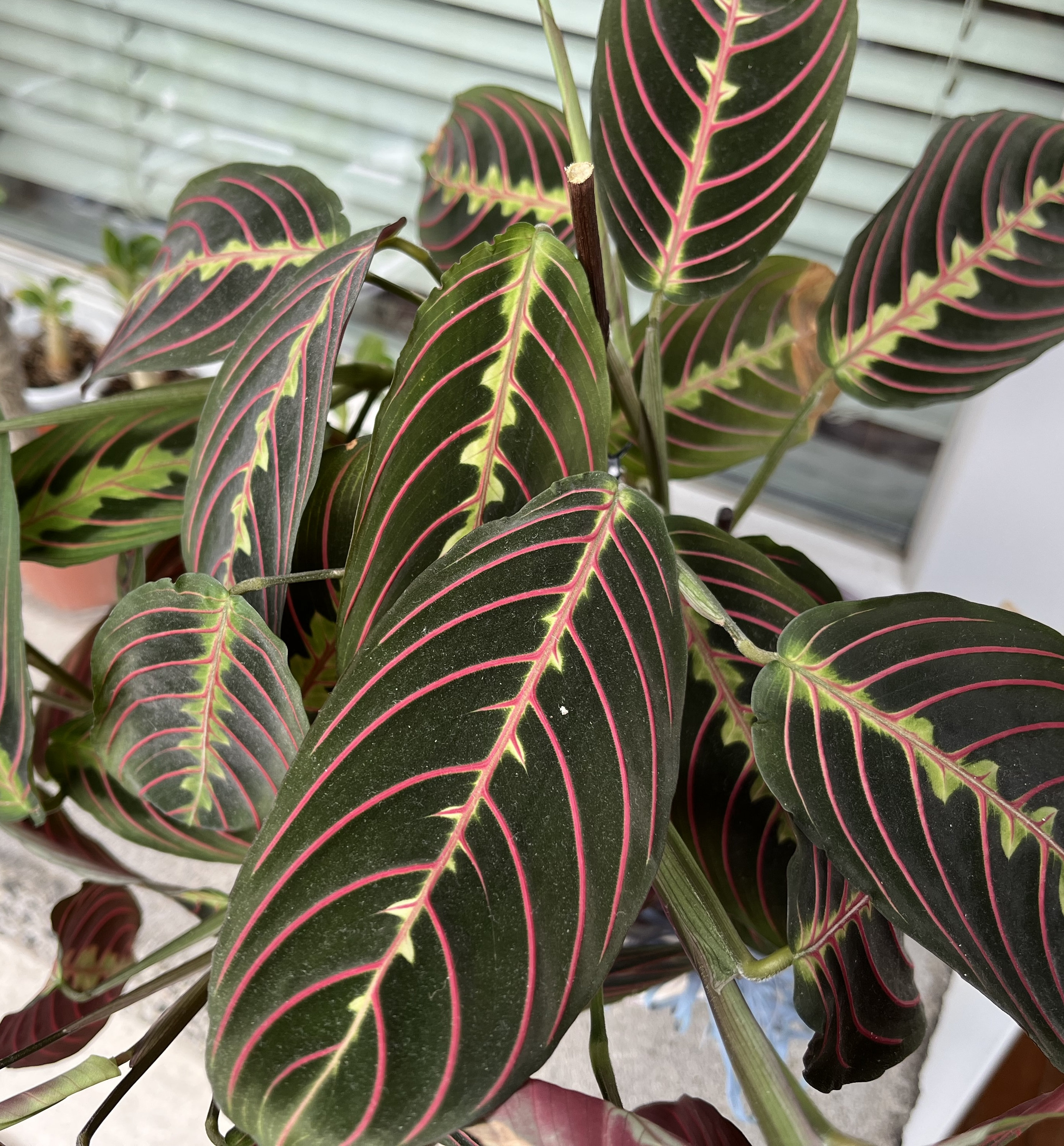 variegata pflanzen shop Monstera Variegata