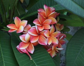 Plumeria seedling, Frangipani Seedlings / Plumeria Plant Well Rooted 3 years old