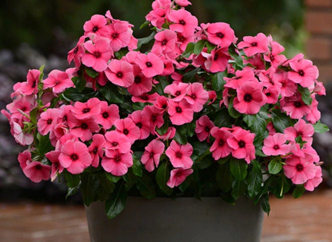 15+ Vinca Tattoo Black Cherry