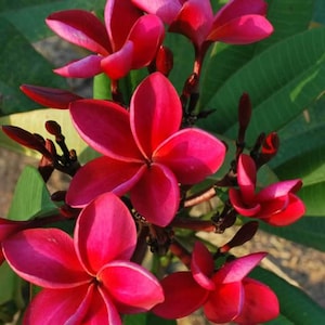 Plumeria Siam Red tiefrote dicke Blüten Frangipani Plumeria Rubra 2 Samen