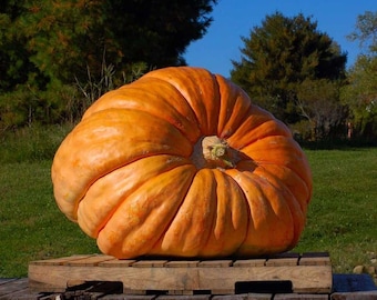 Puede incluir: Una calabaza grande de color naranja está sobre una plataforma de madera. La calabaza tiene un color naranja intenso y una textura lisa y ligeramente abultada. Está sobre una plataforma de madera en un campo de hierba.