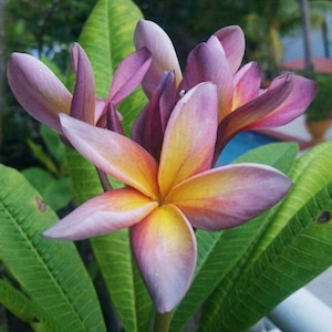 Plumeria Metallica fragancia Frangipani perfumada Flor de Hawaii Plumeria Rubra 2 semillas
