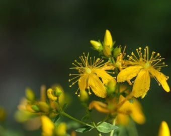 Johanniskraut-Samen BIO: Hypericum Perforatum Kraut (ca. 600 Samen)